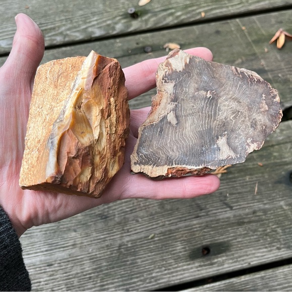 Petrified Wood 2 Piece Set - Picture 1 of 16